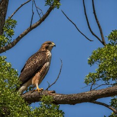 A hawk surveying the dense canopy for prey.