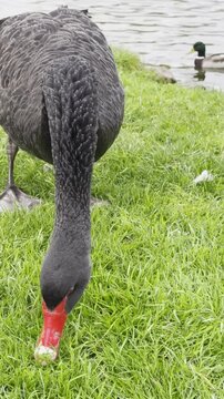 Beautiful black swan with a read peak eating grass - Thirsk, Yorkshire