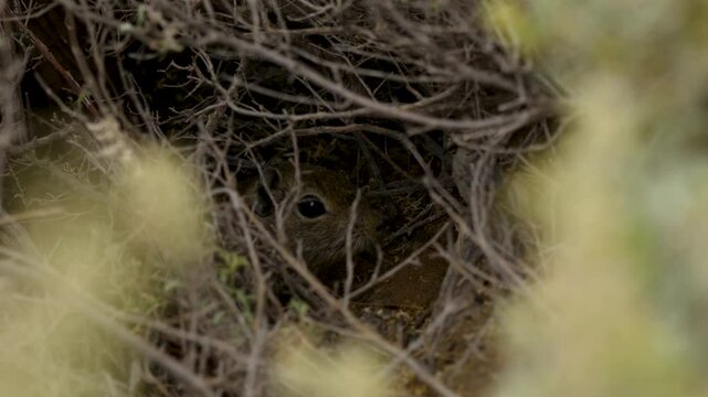 Adorable Southern mountain cavy inside its burrow looking curiously