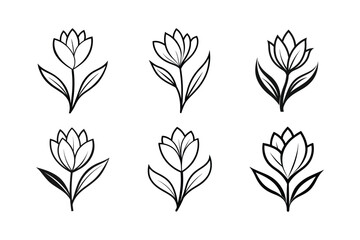 Crocus (Crocus spp.) line art vector illustration
