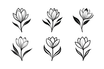 Crocus (Crocus spp.) line art vector illustration