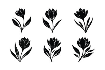 Crocus (Crocus spp.) silhouette vector illustration