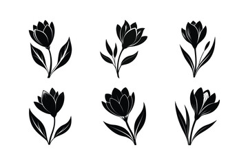 Crocus (Crocus spp.) silhouette vector illustration