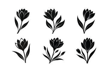 Crocus (Crocus spp.) silhouette vector illustration