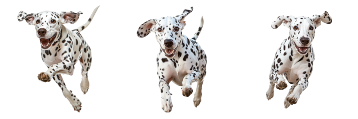 Three playful Dalmatian puppies joyfully running, showcasing their distinctive black spots and energetic demeanor.