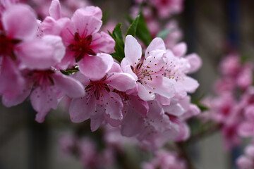 Spring day. Fresh pink flowers decorate branches of a peach tree.