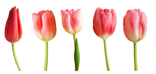 Red tulips isolated on transparent background