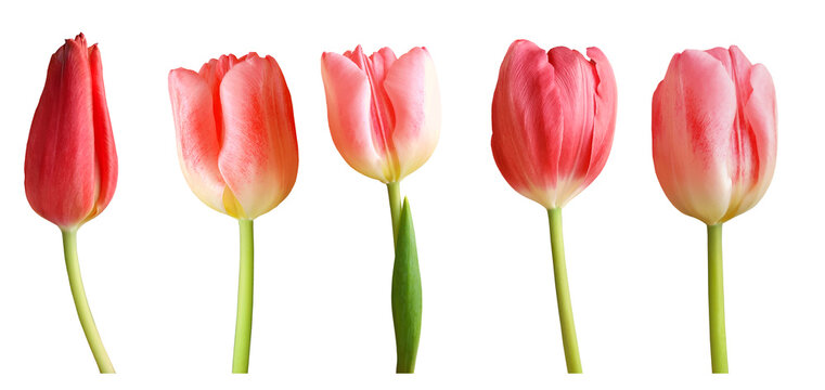 Red tulips isolated on transparent background