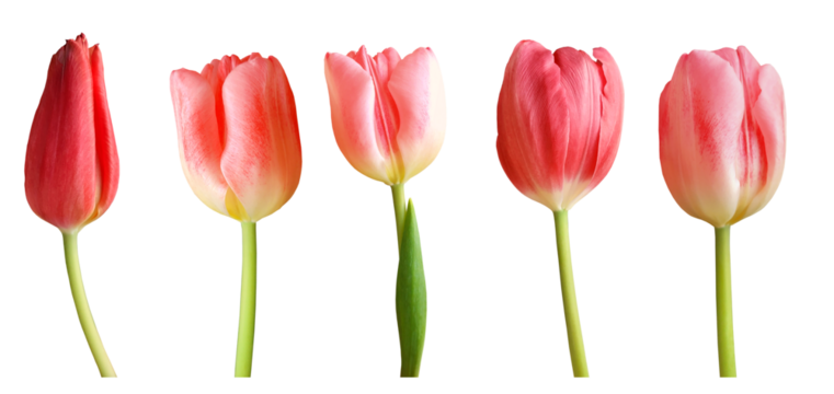 Red tulips isolated on transparent background