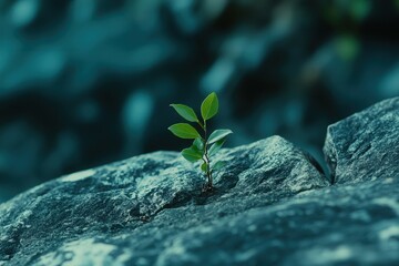 a small plant on a rock, the delicate green leaves growing from the cracks of the rock, creating a striking contrast between life and stone.