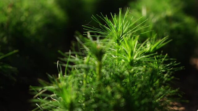 Seedling Of A Spruce