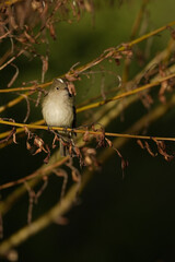 White-crested elaenia bird posing on a tree branch with golden light coming out