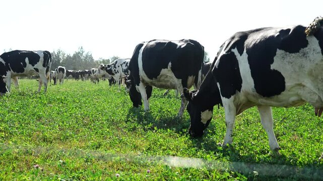 Holstein cow in a meadow