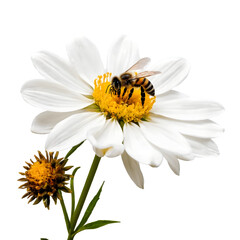 A flower with a bee pollinating it on a transparent background PNG  