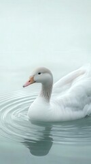 Fototapeta premium a goose gliding through a tranquil pond, with the soft ripples on the water surrounding it.
