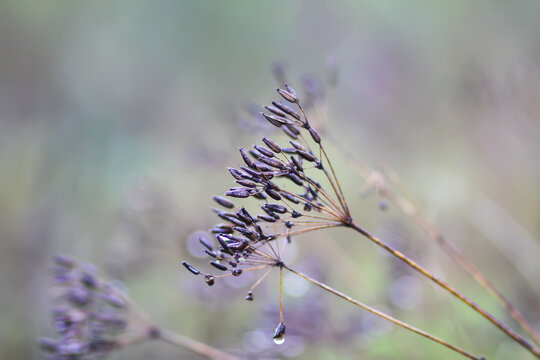 Caraway or Carum carvi plant and seeds. Ripe cumin herbs.
