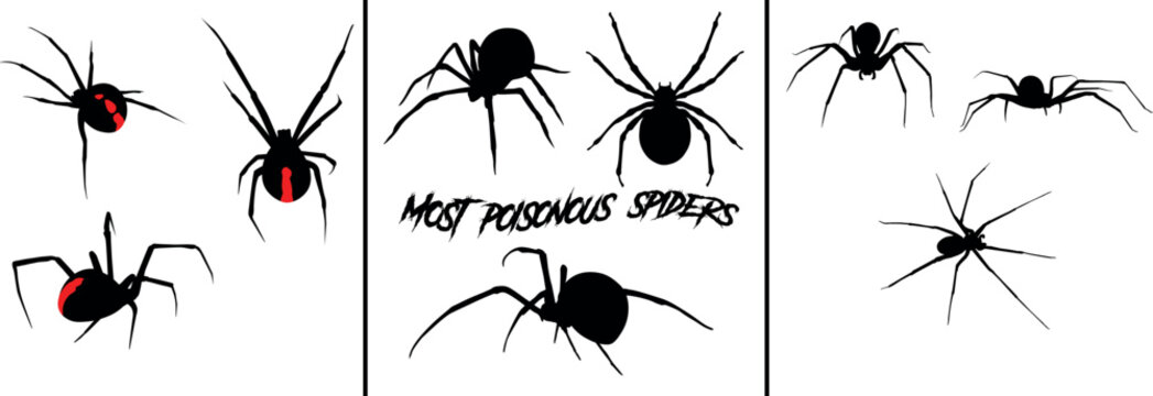Vector outline illustration poisonous spiders set. Black widow halloween