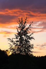 Sunset in the countryside at summer. Wild nature details.