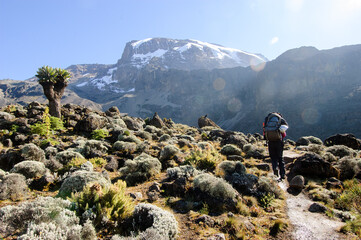 A lone  trekker ascends a trail through heather and moorland en route to the summit of Mt....