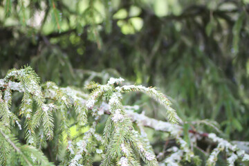 Fir-tree branches close up. Evergreen plant. Wild forest.