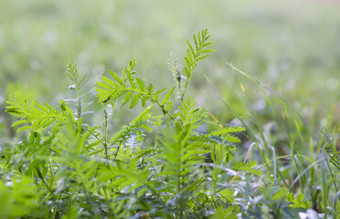 Field in spring. Green grass and wildflowers.