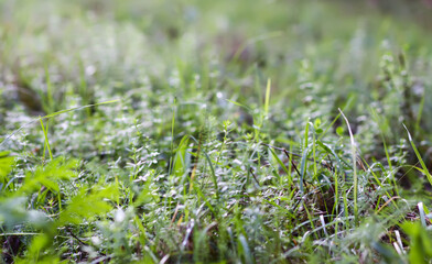 Field in spring. Green grass and wildflowers.