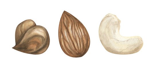Hazelnut, almond, cashew, nuts set. Watercolor nut collection. Different types of nuts isolated, organic food clipart. Hand painted realistic botanical illustration in brown beige color for label