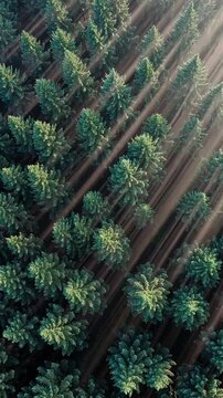 A dense forest with mist rising between tall, emerald-green trees. Soft, early morning light filters through the canopy. Mood: serene and mysterious. Vertical backgrounds
