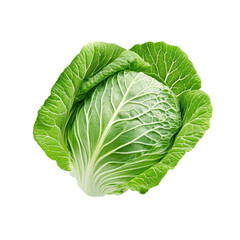 Obraz premium Fresh green cabbage with detailed leaf texture on a white isolated background.