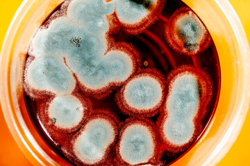 mold growing on a glass of beer