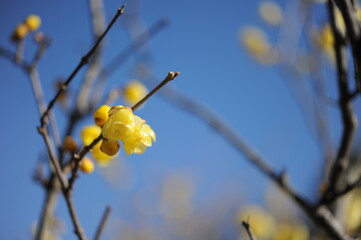 美しいろうばい