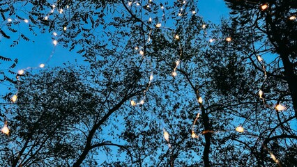 Forest sky with fairy lights, camping theme, camping in the woods, fairy lights and trees