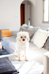 White curly dog with cloudy, milky white eyes lies on a sofa in warm sunlight. Its soft fur glows...