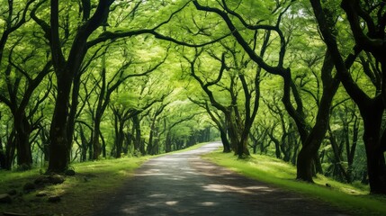 Naklejka premium canopy green forrest