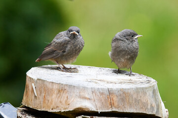 Junge Hausrotschwänze erkunden ihre Umgebung	