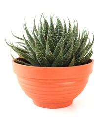 Aloe vera belief in a pot.