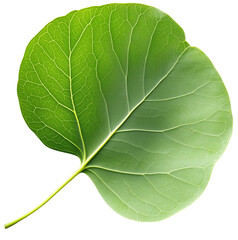 Obraz premium Close-Up of a Vibrant Green Leaf with Intricate Veins and Texture, isolated on transparent background.