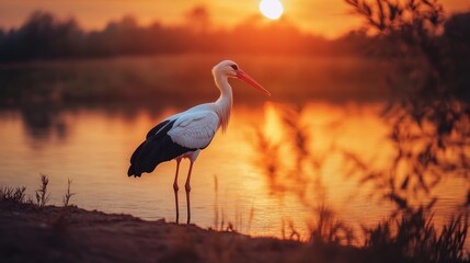 Fototapeta premium Stork at Sunset