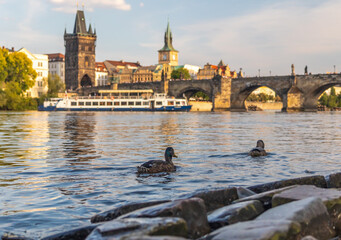 ducks on the river Vltava with the Charles Bridge and Old Town Bridge Tower, Prague, Czech republic