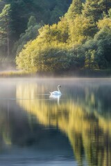 Fototapeta premium a swan moving gently across a calm lake, with the clear reflection of the bird and the surrounding scenery. The peaceful