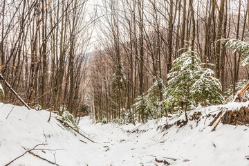 Landscapes - Forest - Europe, Romania, Suceava region