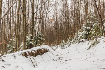 Landscapes - Forest - Europe, Romania, Suceava region