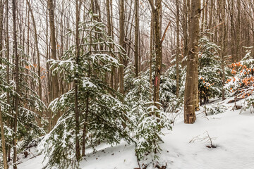 Fototapeta premium Landscapes - Forest - Europe, Romania, Suceava region