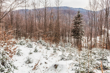Landscapes - Forest - Europe, Romania, Suceava region