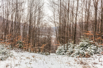 Landscapes - Forest - Europe, Romania, Suceava region