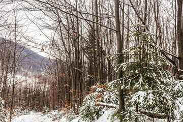 Landscapes - Forest - Europe, Romania, Suceava region