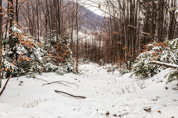 Landscapes - Forest - Europe, Romania, Suceava region
