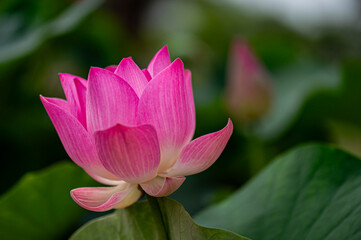 A pink lotus flower amidst green lotus leaves in a pond.
