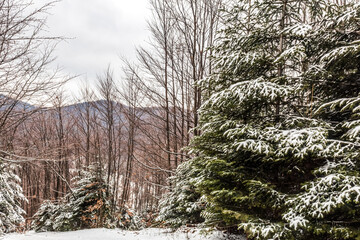 Fototapeta premium Landscapes - Forest - Europe, Romania, Suceava region