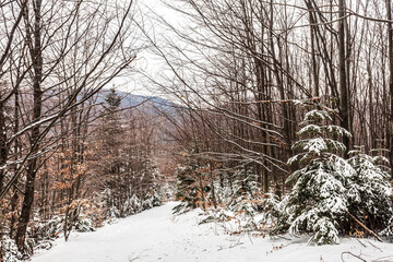 Landscapes - Forest - Europe, Romania, Suceava region
